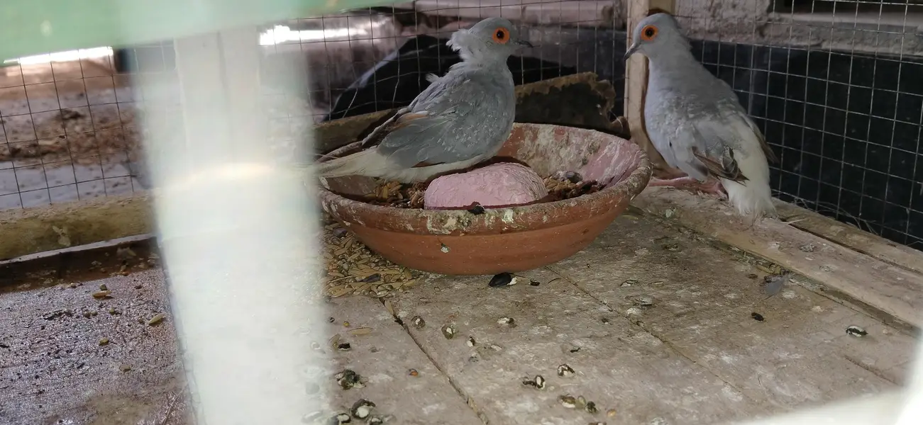 Diamond Dove Pair — photo 6