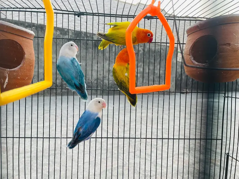 2 Love Birds pair available for sale