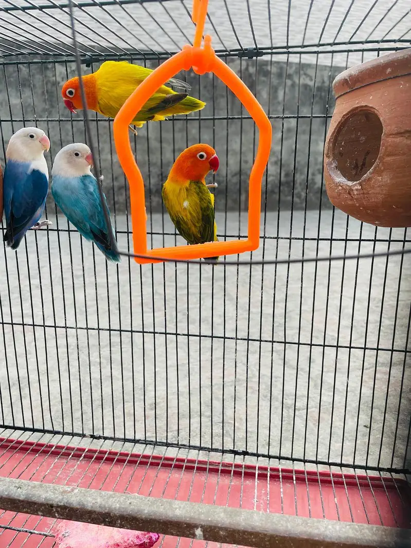 2 Love Birds pair available for sale — photo 2