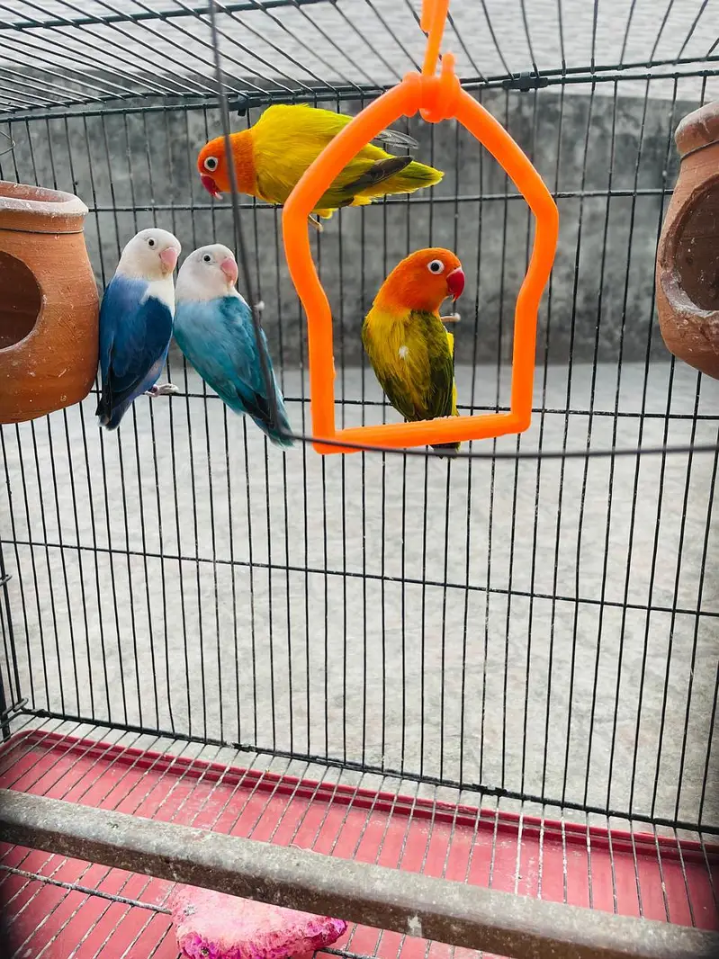 2 Love Birds pair available for sale — photo 3