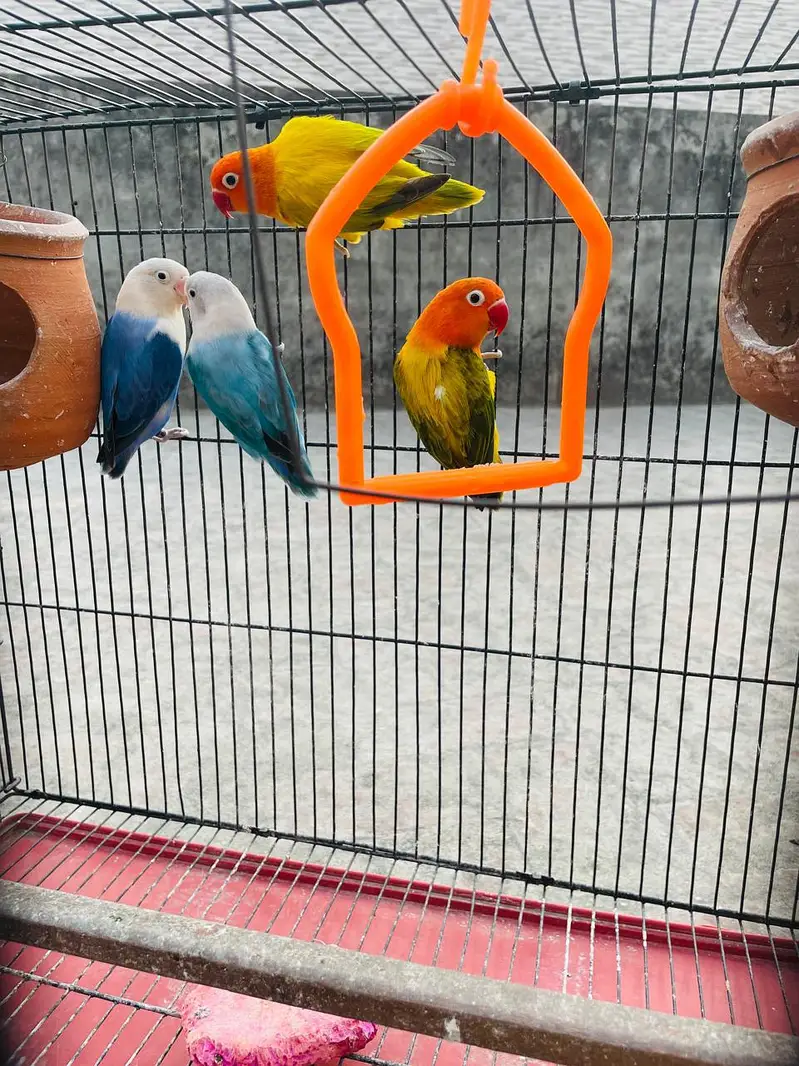 2 Love Birds pair available for sale — photo 4