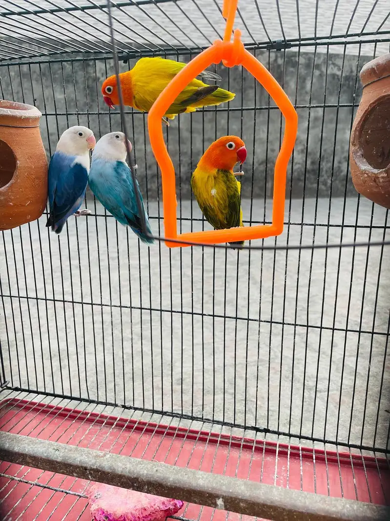 2 Love Birds pair available for sale — photo 5