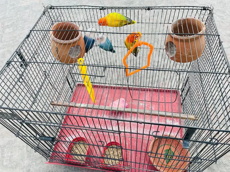 2 Love Birds pair available for sale — photo 6