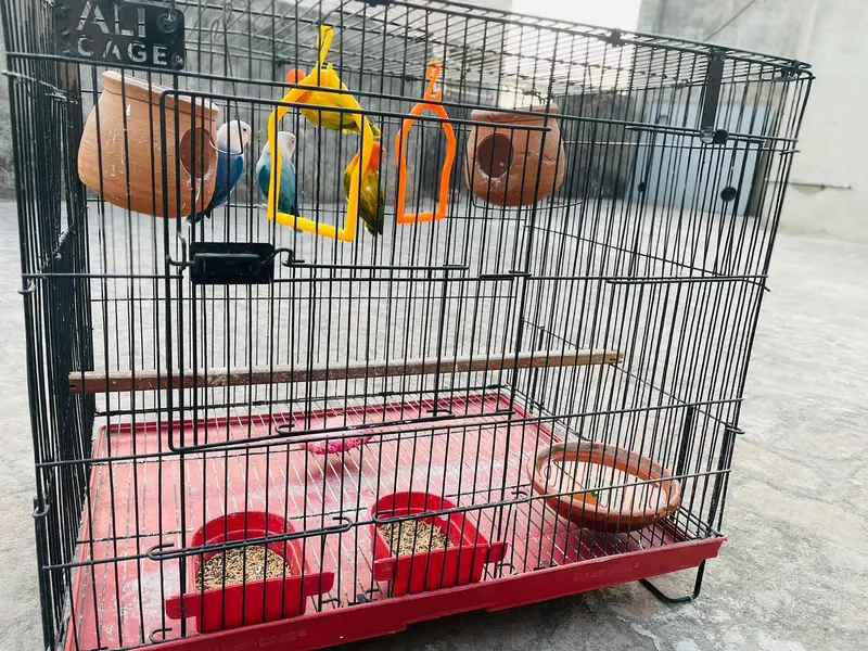 2 Love Birds pair available for sale — photo 7