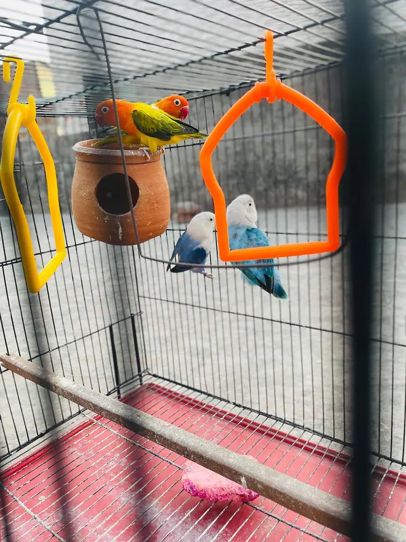 2 Love Birds pair available for sale — photo 8