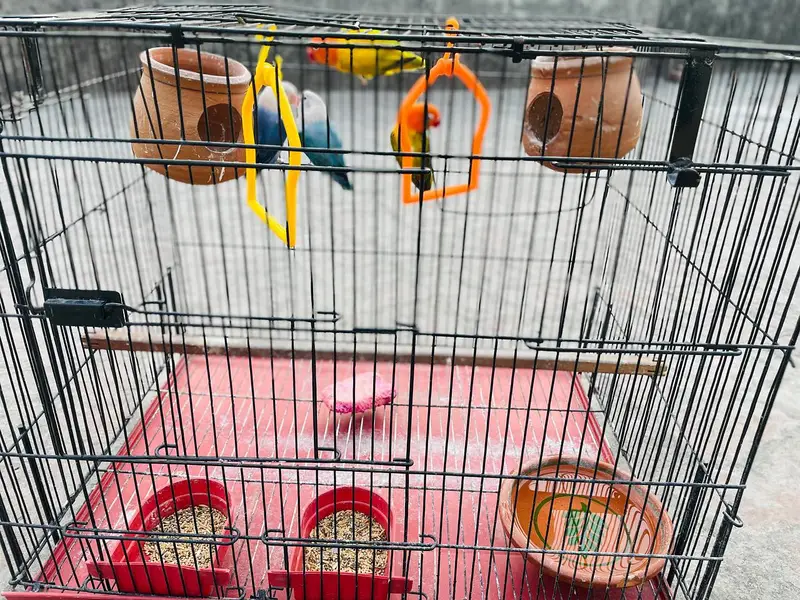 2 Love Birds pair available for sale — photo 9