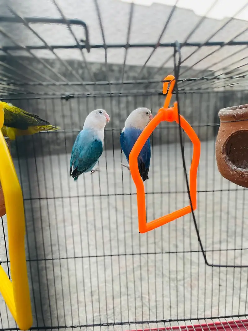 2 Love Birds pair available for sale — photo 10