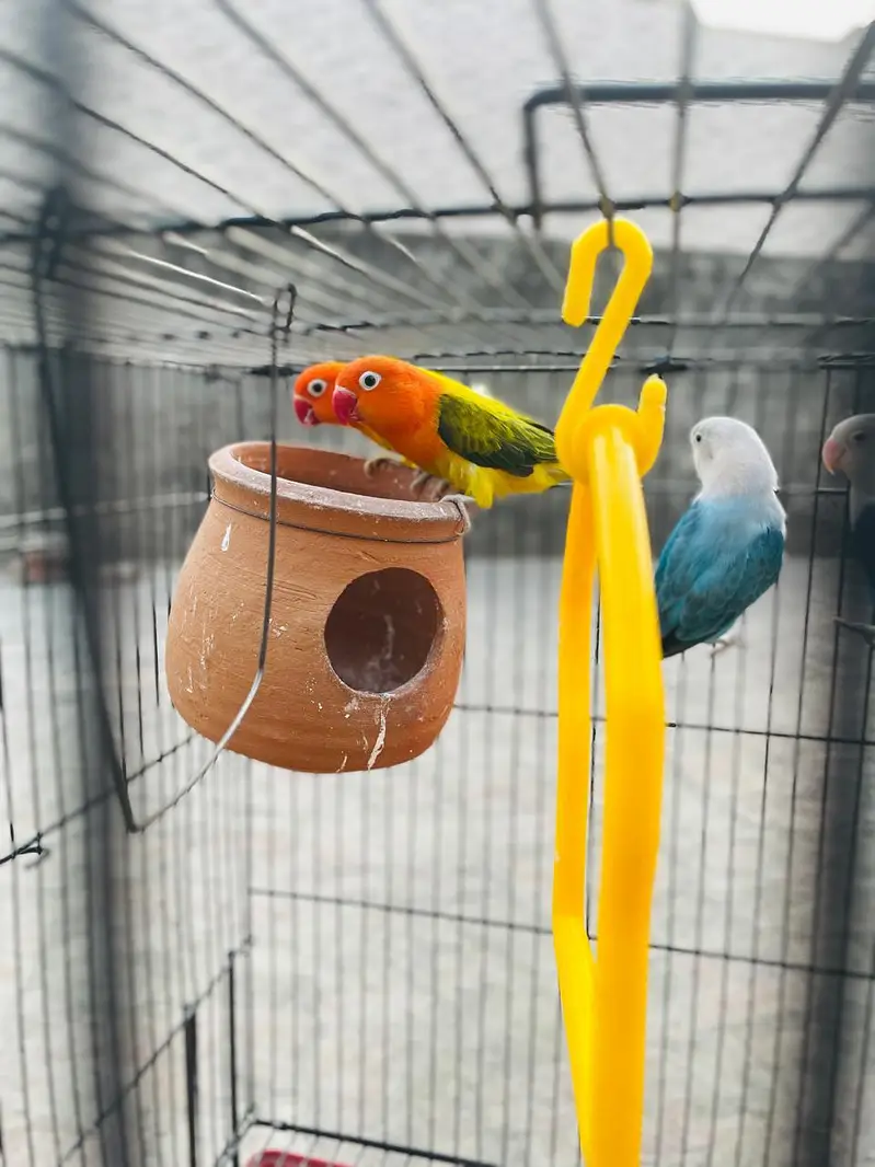 2 Love Birds pair available for sale — photo 11