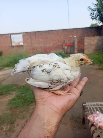 Golden misri chuza