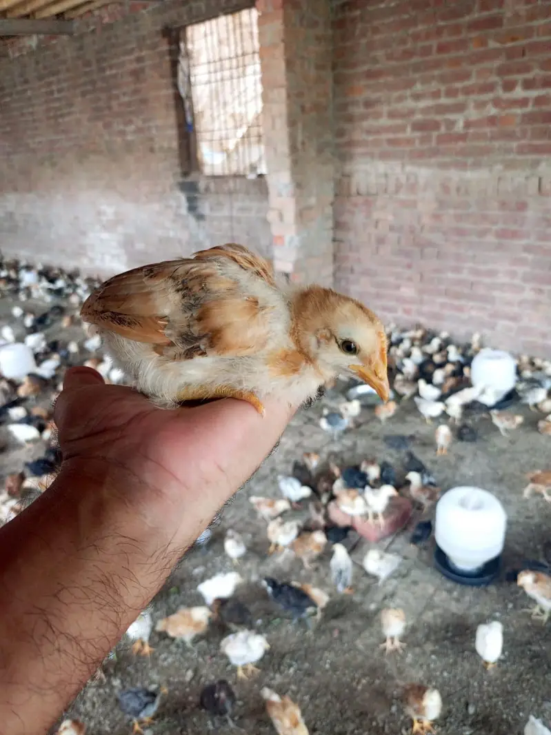Golden misri chuza — photo 8