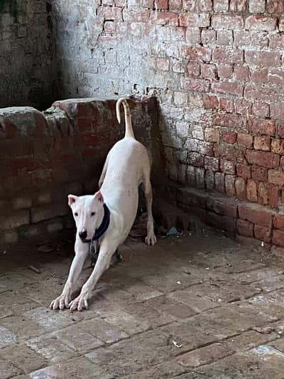 lovely and friendly dog
