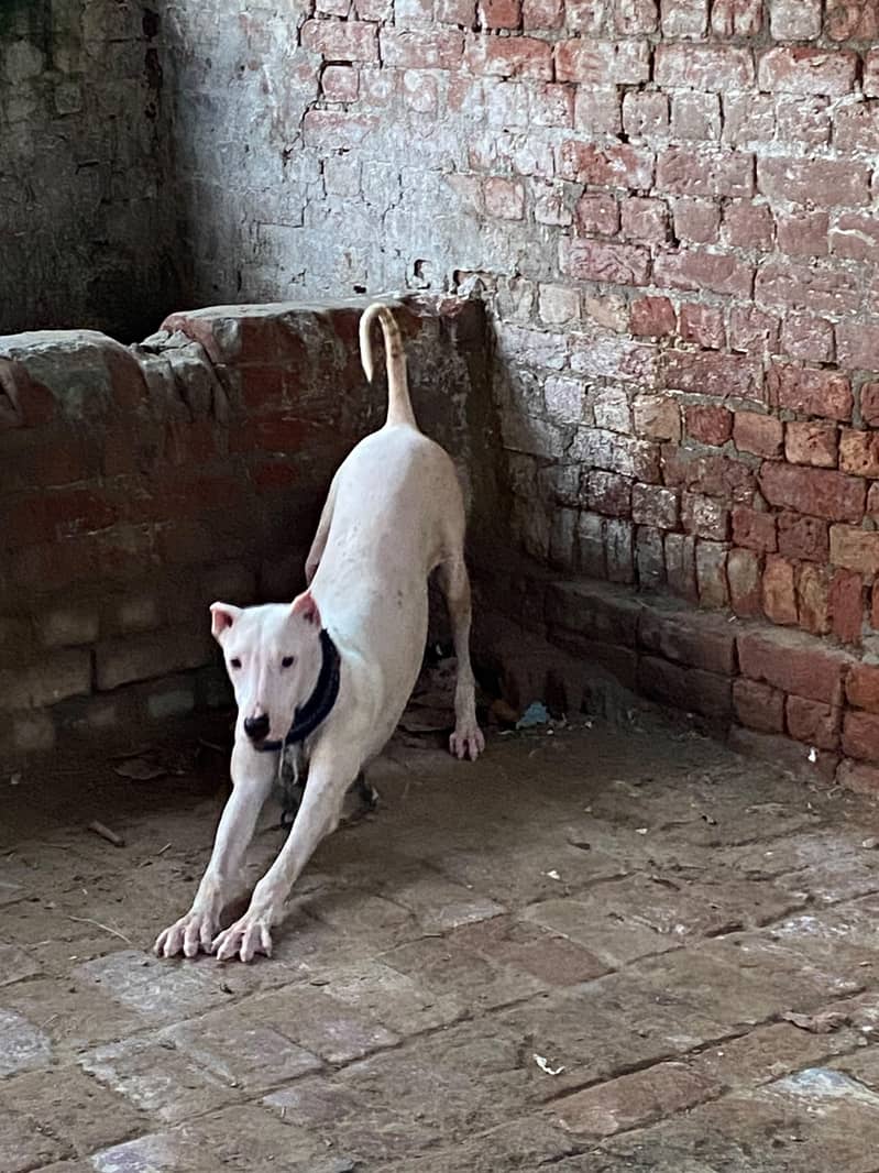 lovely and friendly dog 1