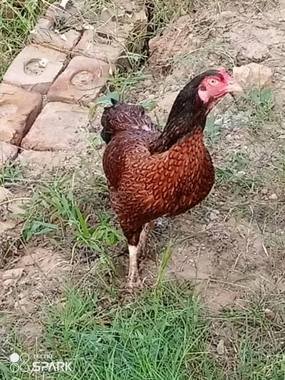 Aseel Hen For Sale