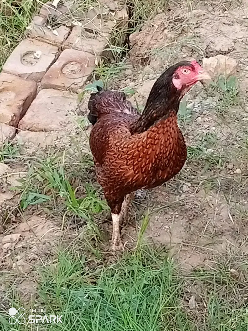 Aseel Hen For Sale
