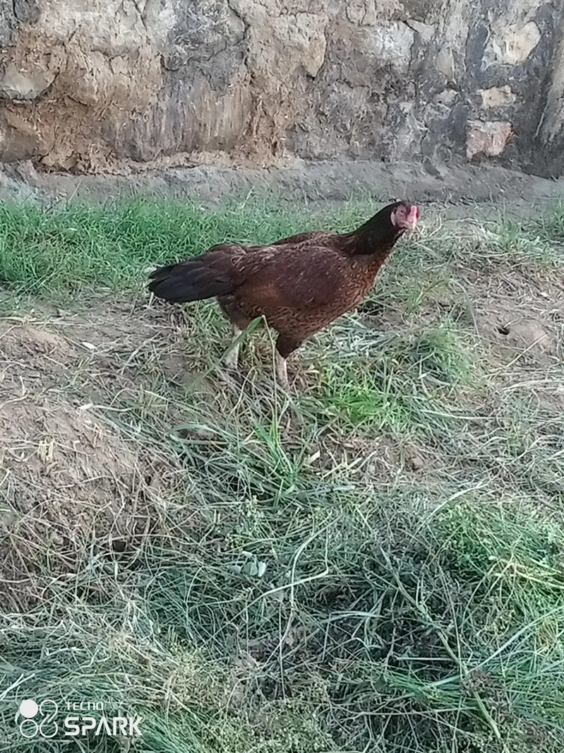 Aseel Hen For Sale — photo 2