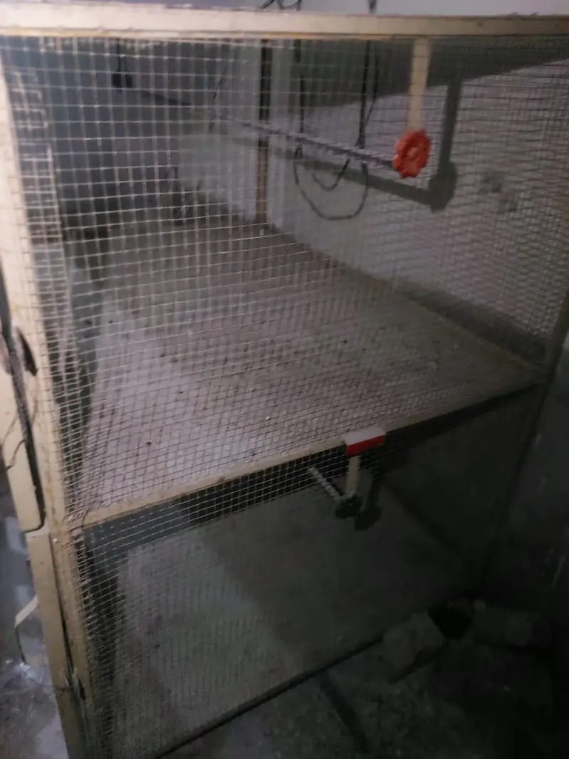 Cage for parrot and hens