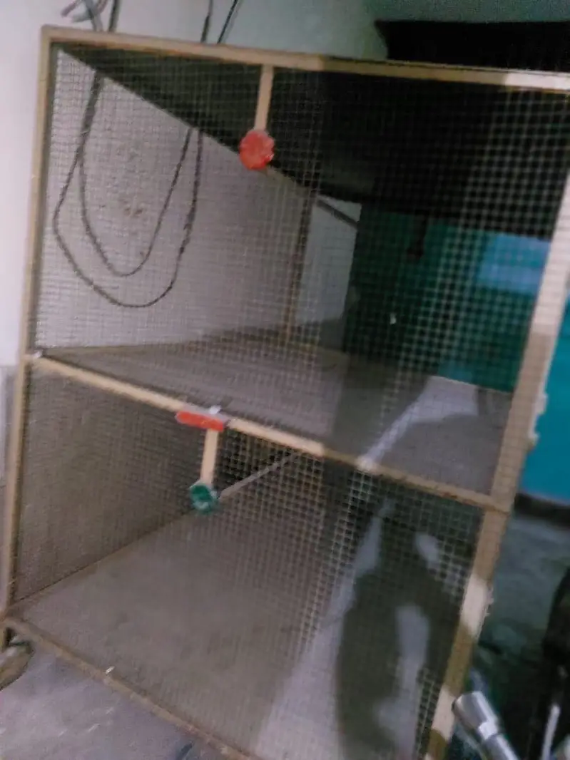 Cage for parrot and hens — photo 2