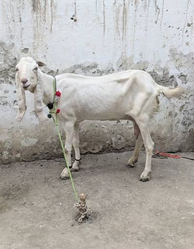Ranjanpuri Bakri Goat
