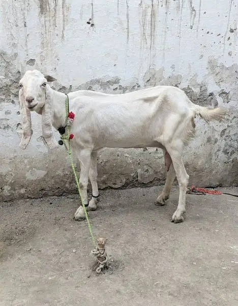 Ranjanpuri Bakri Goat