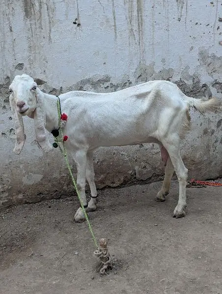 Ranjanpuri Bakri Goat — photo 2