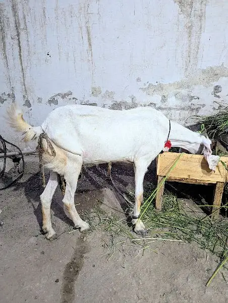 Ranjanpuri Bakri Goat — photo 3