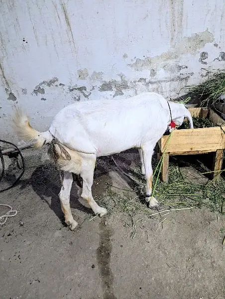 Ranjanpuri Bakri Goat — photo 4