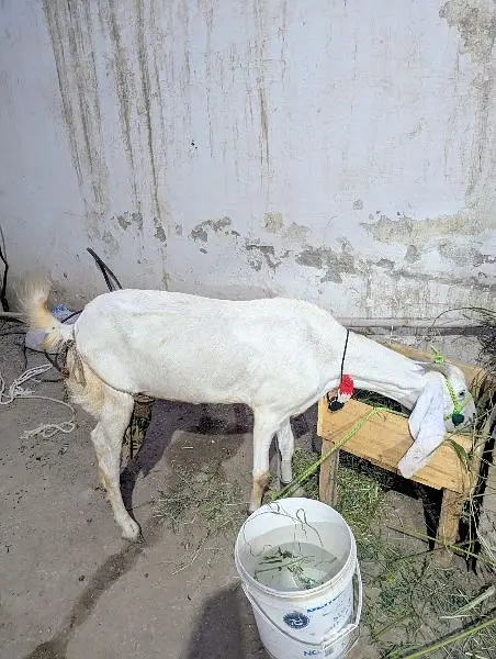 Ranjanpuri Bakri Goat — photo 5