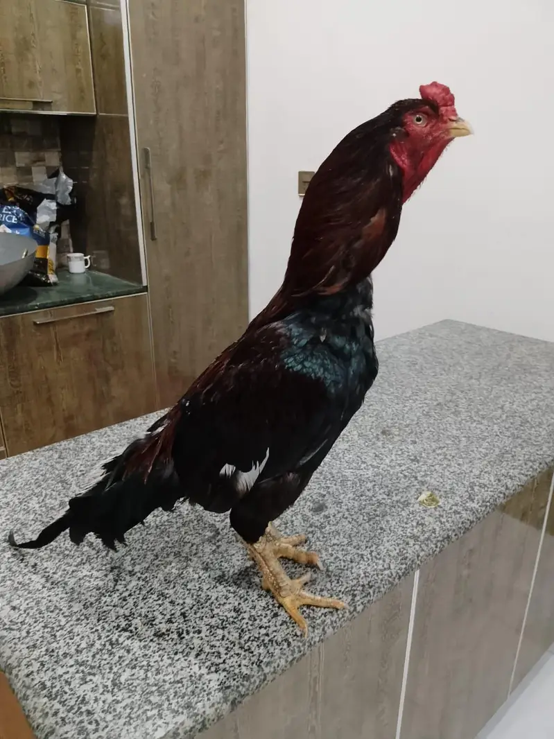 03287785524 high quality breeder murga available