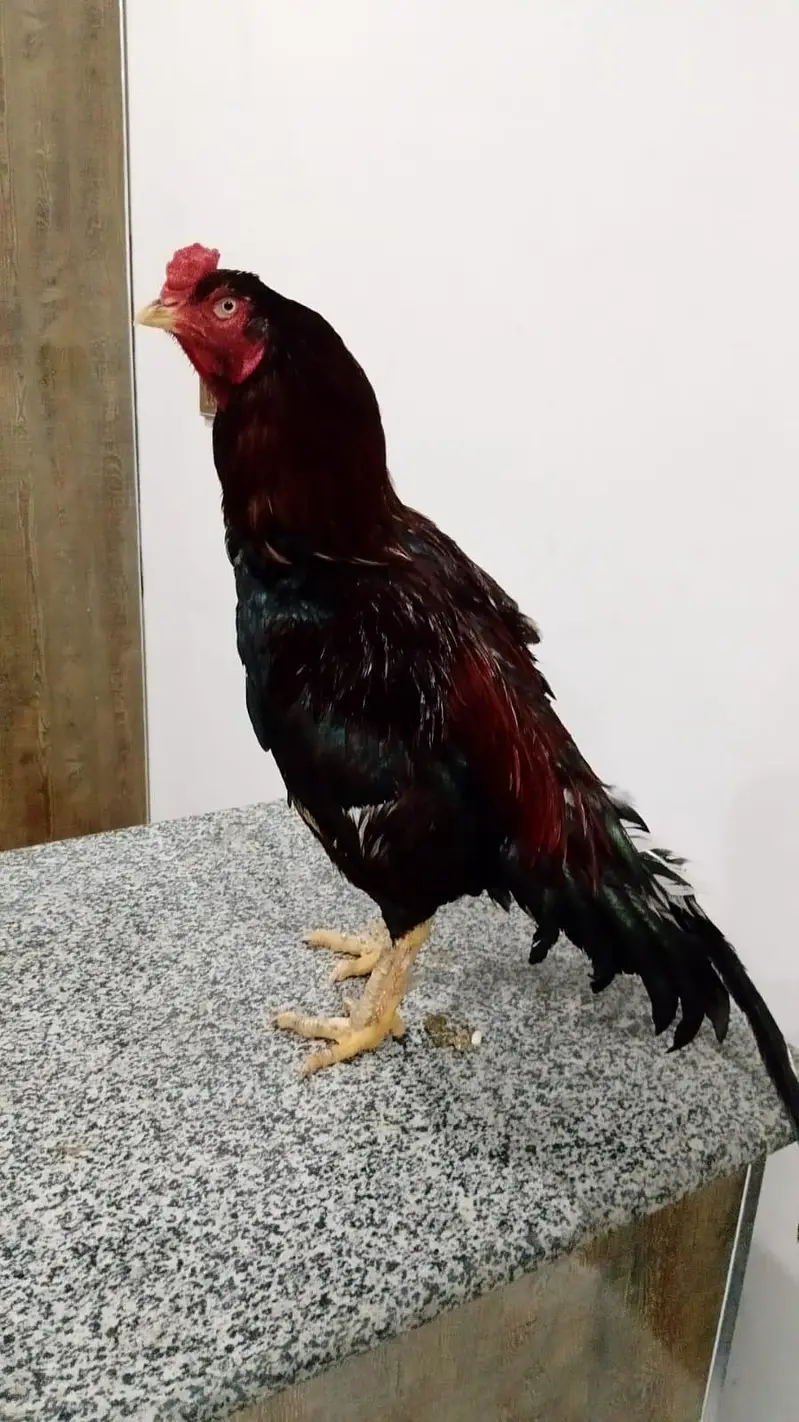 03287785524 high quality breeder murga available — photo 2