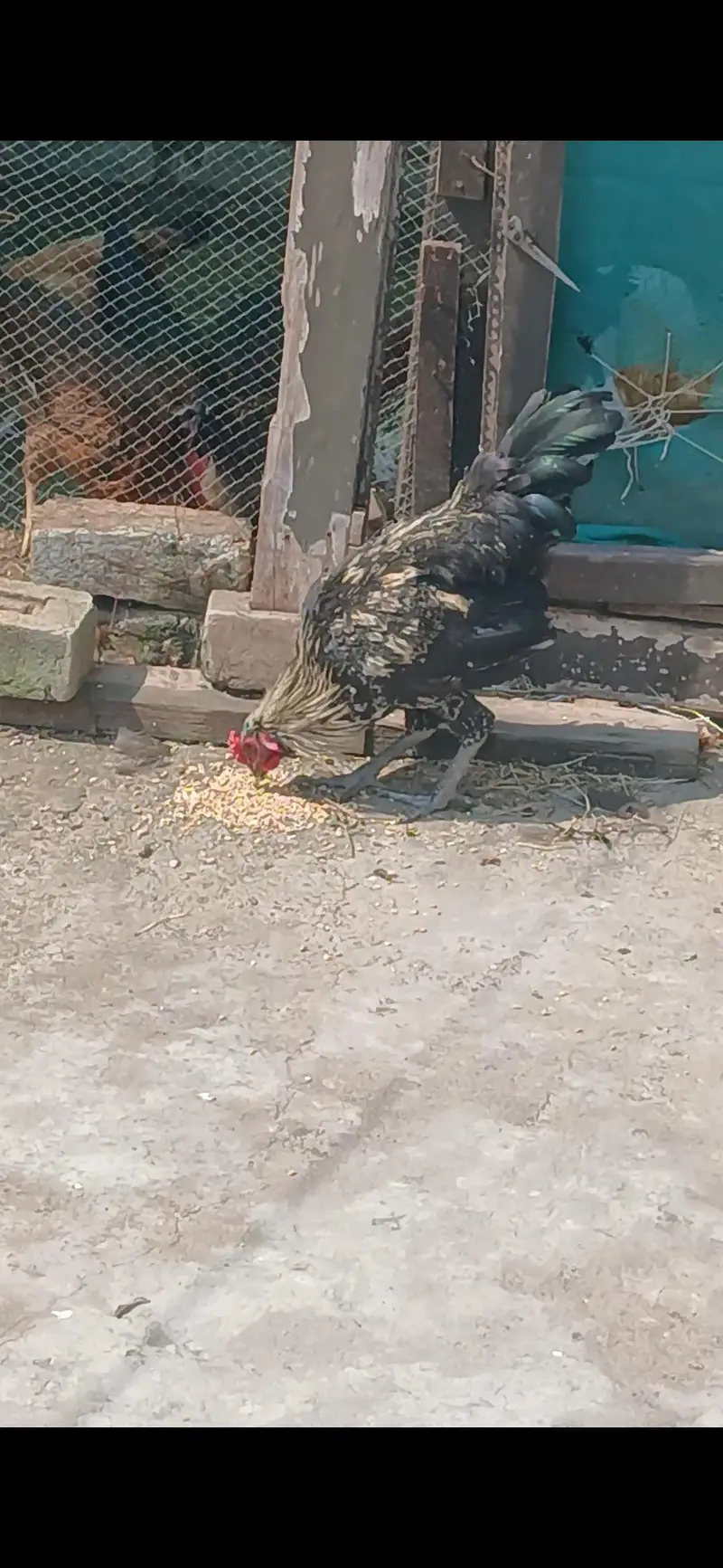 male hen