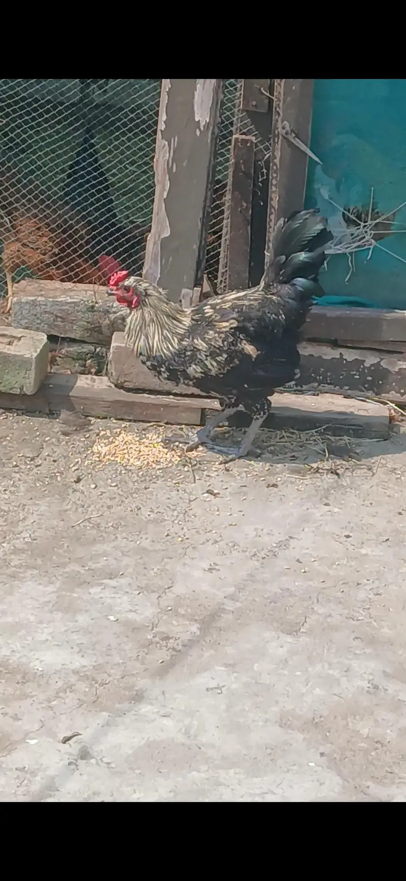 male hen — photo 2