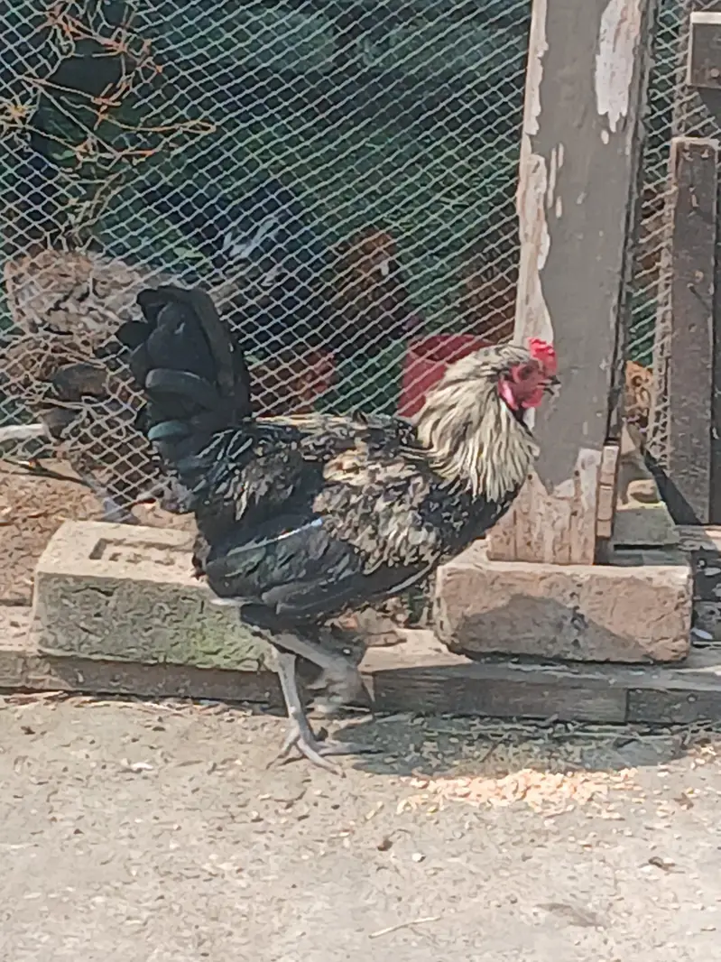 male hen — photo 3