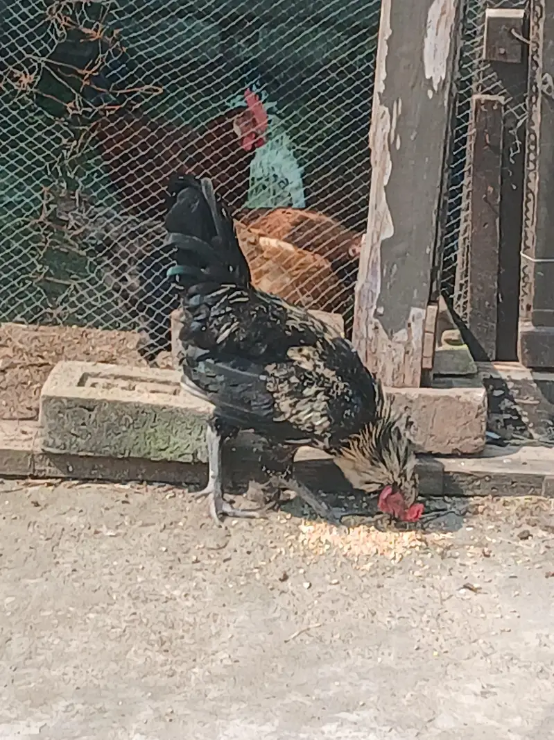 male hen — photo 4
