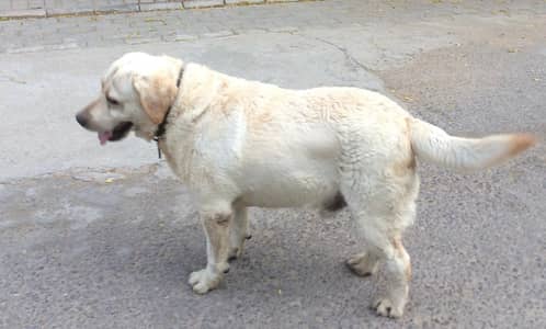 Labrador