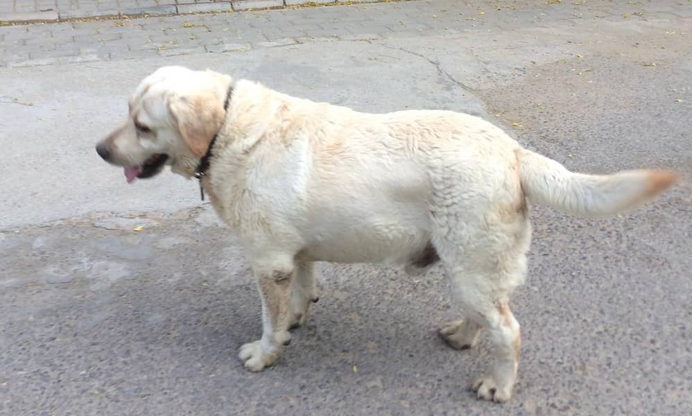 Labrador 0