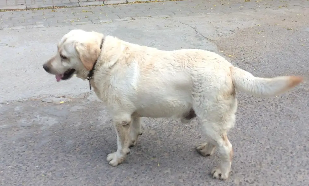 Labrador