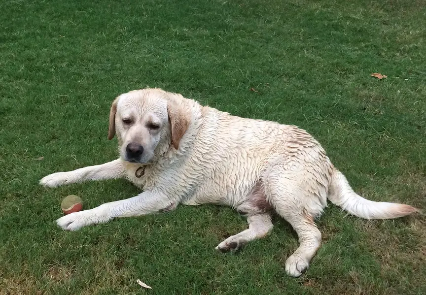 Labrador — photo 2