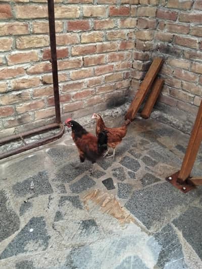 Golden misri 1 male hy ak female