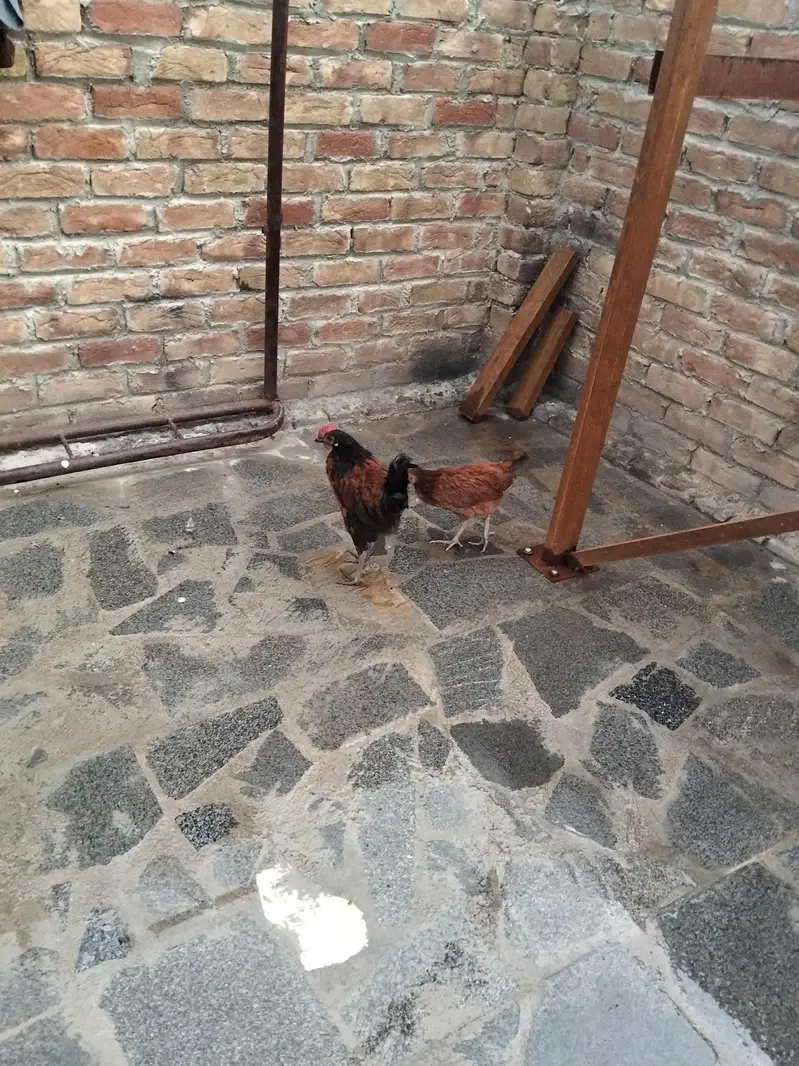 Golden misri 1 male hy ak female — photo 2