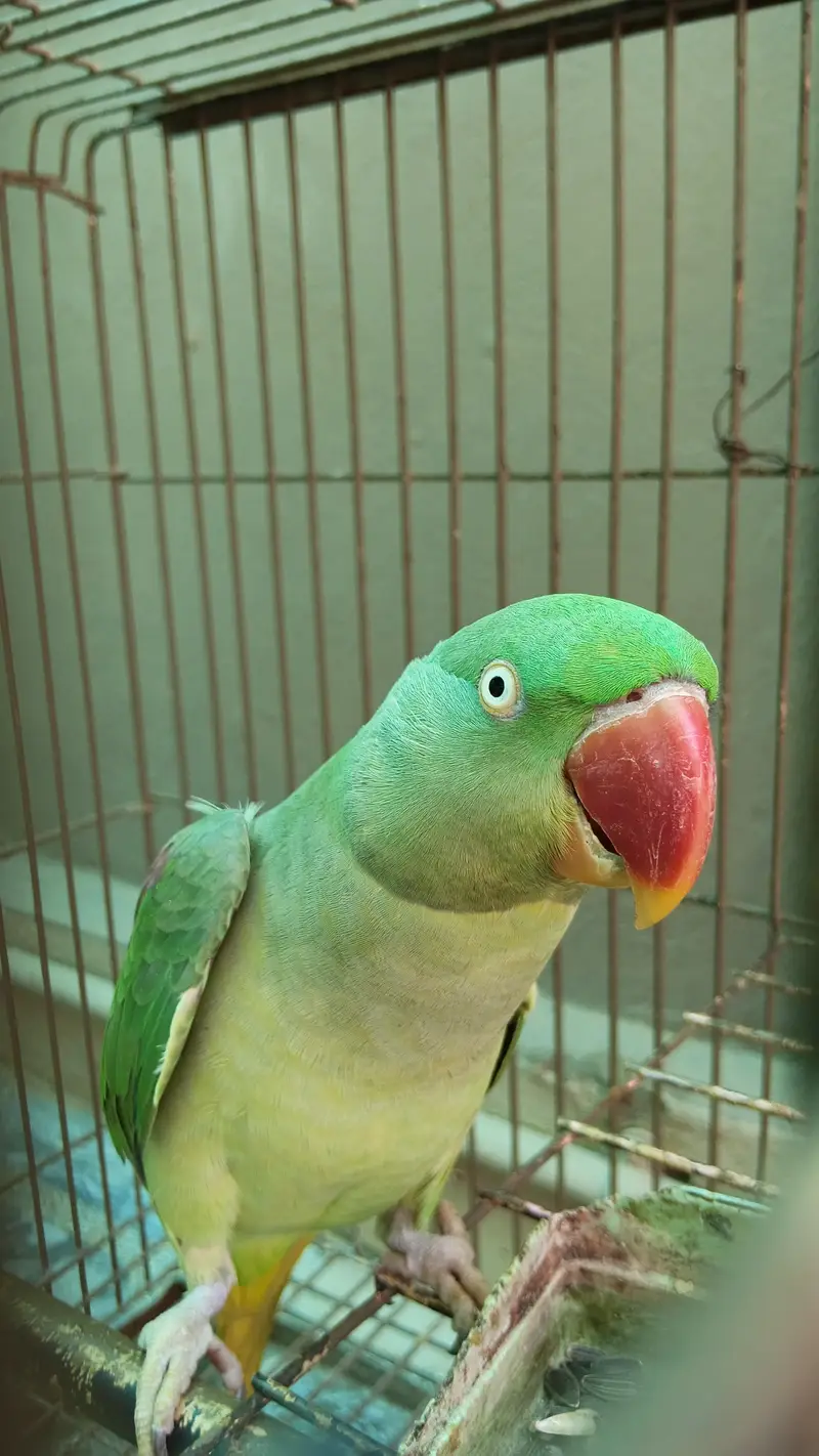 Raw Parrot Female For Sale