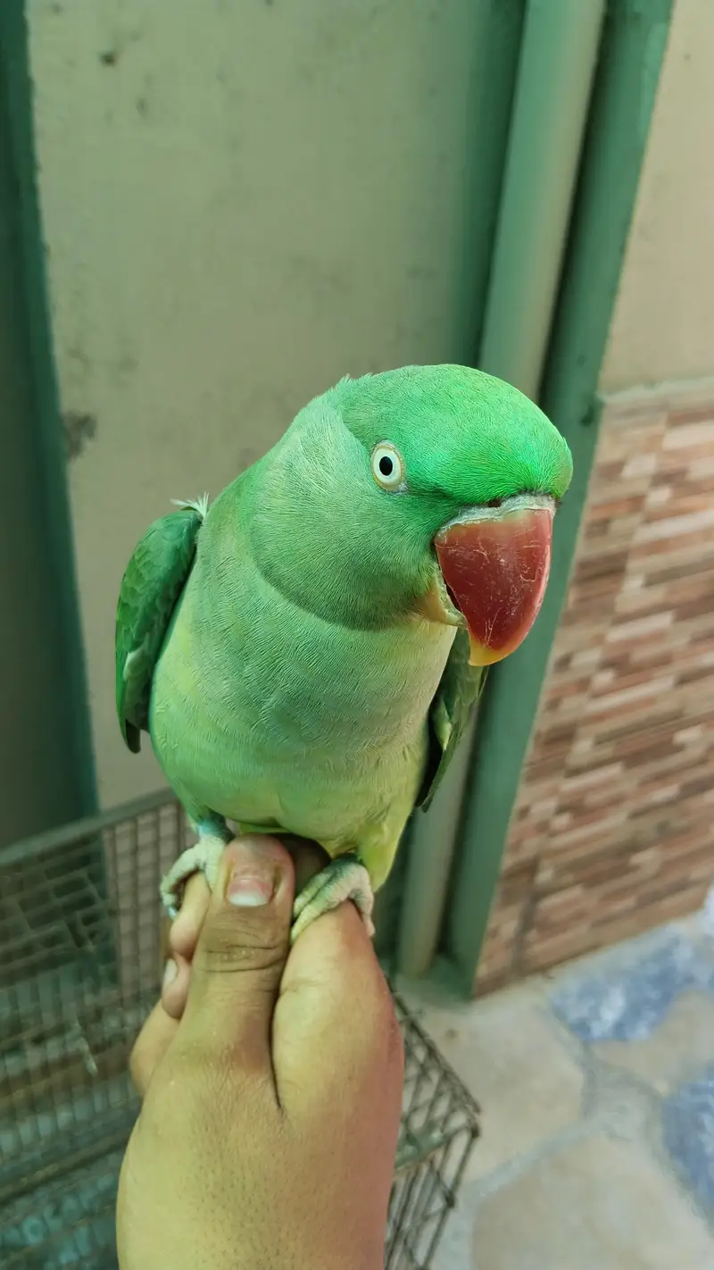 Raw Parrot Female For Sale — photo 2