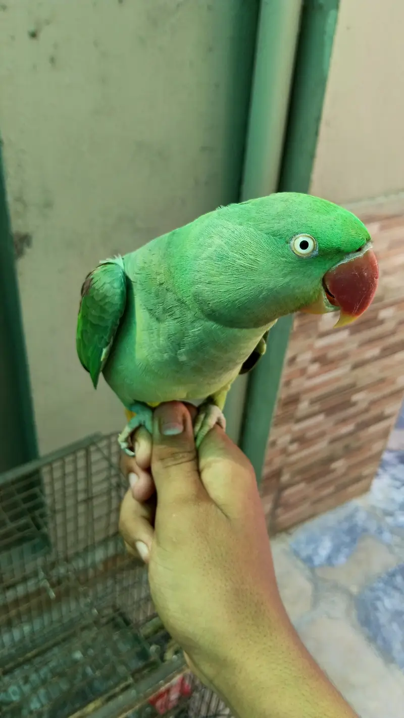 Raw Parrot Female For Sale — photo 3