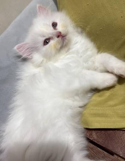 person cat for sale