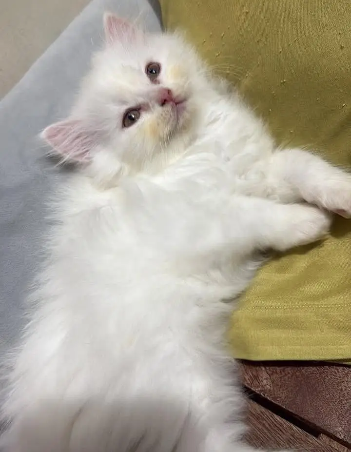 person cat for sale