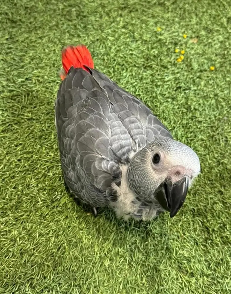African grey parrots chicks for sale 03282972534 — photo 2