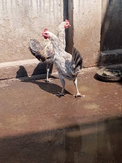 Misri 2 female 1 male