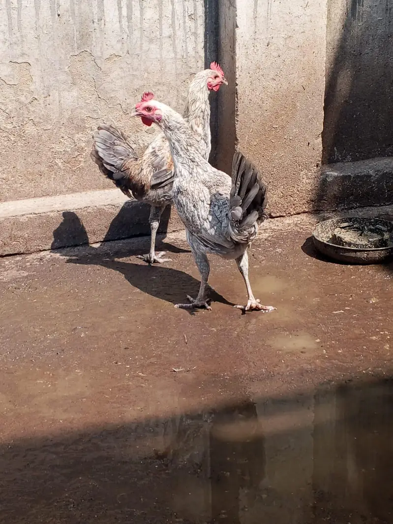 Misri 2 female 1 male
