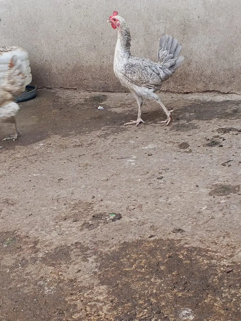 Misri 2 female 1 male — photo 2