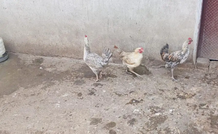 Misri 2 female 1 male — photo 3