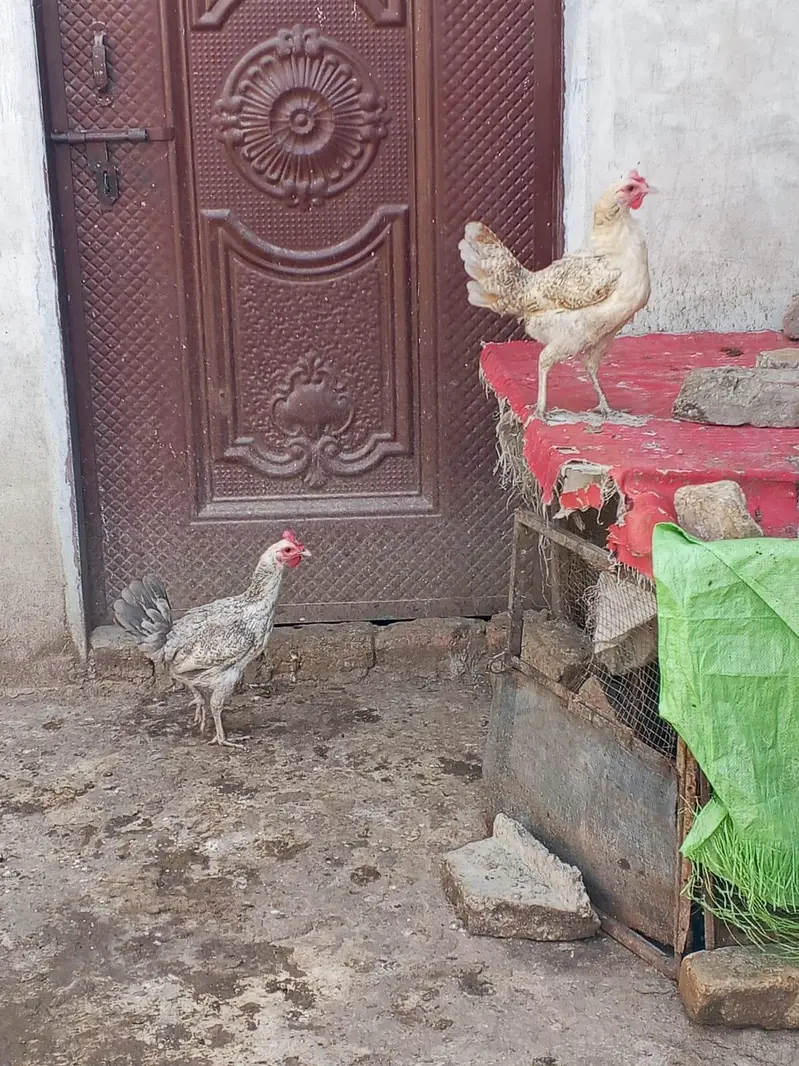 Misri 2 female 1 male — photo 4